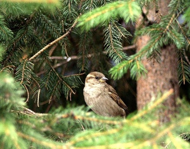 Жизнь в Новгородской губернии. Охота в новгородских лесах