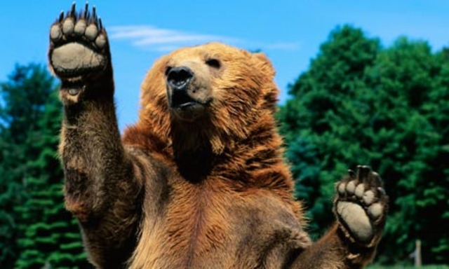 A grizzly bear is elected an Alaskan Senator