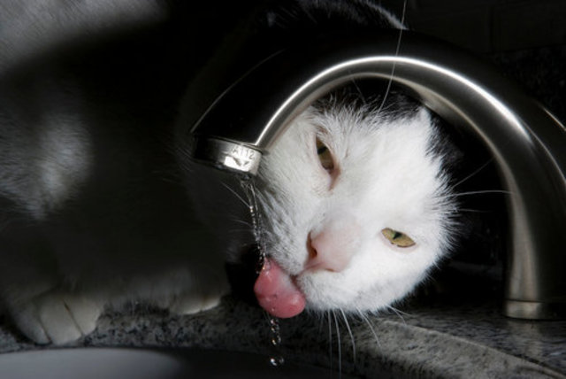 This cat took its first drink
