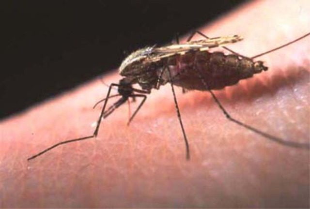 Malaria Epidemic