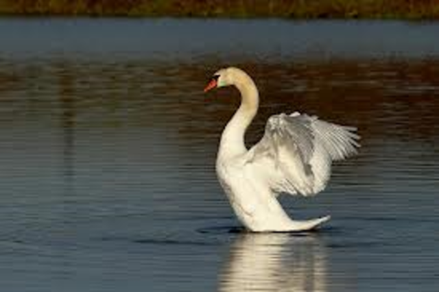 Swan River was declard a colony.