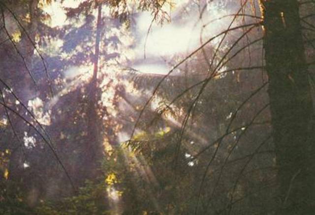 В поисках «Берендеевой чащи»