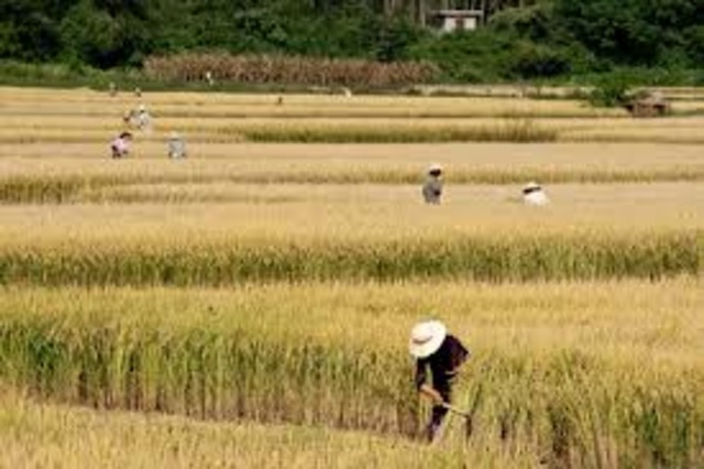 My parent's farm fails