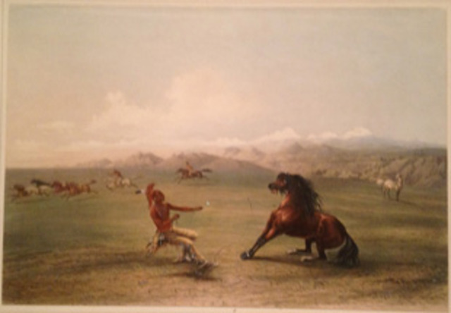 Catching the Wild Horse