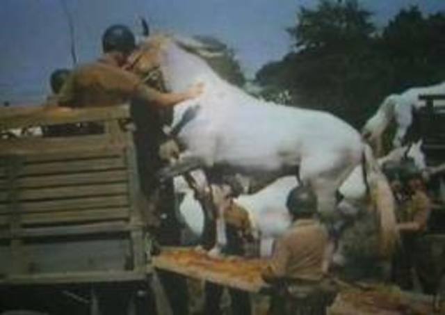 Spring of 1945 Patton rescued the Lipizzan Stallions from the Germans.