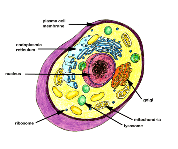 The Cell was discovered
