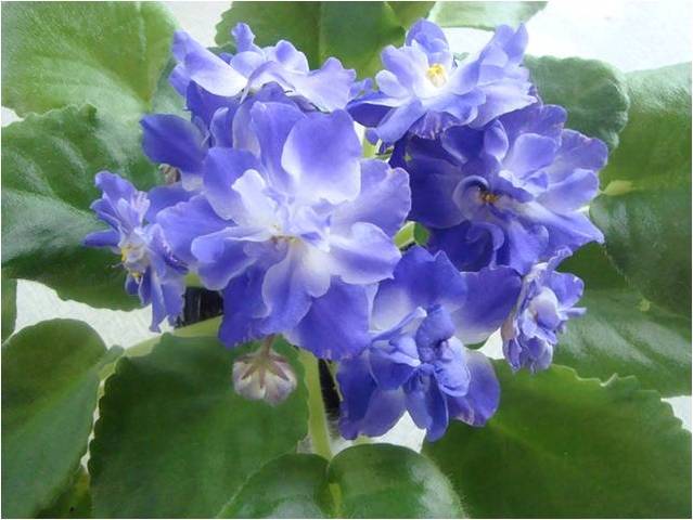 ИСТОРИЧЕСКАЯ СПРАВКА