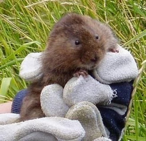 Water Voles Talk