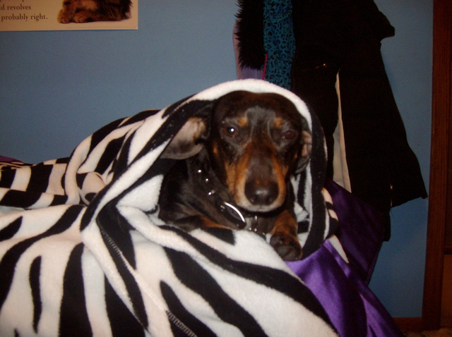 Tengo mi primer perro 2006.