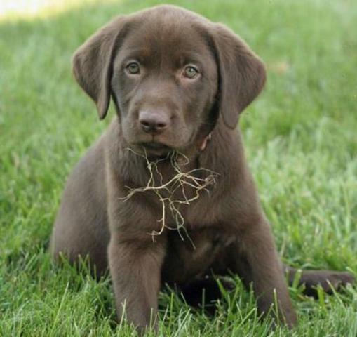 Tengo un cachorro nuevo el 27 de febrero de 2013.