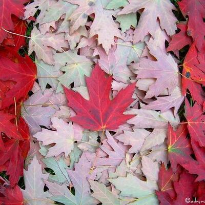 Timeline: Canada in the 1980s