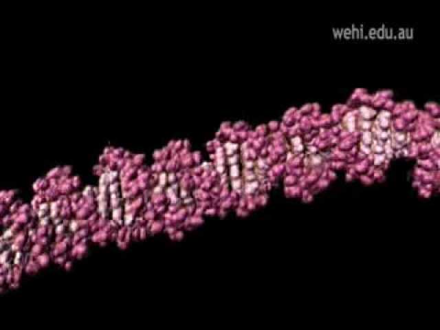 Descubrimiento de  enzimas restrictivos