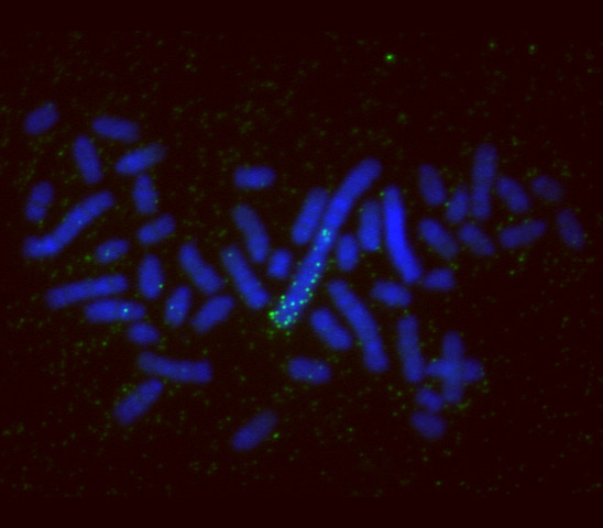 Reproducción de multiples copias de un gen