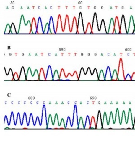 Primeras secuenciaciones en NIH