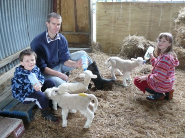We get our first pet lambs.