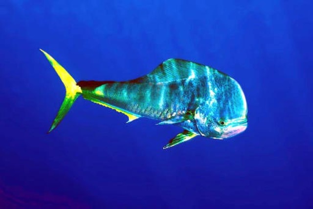 Pi vs Richard Parker