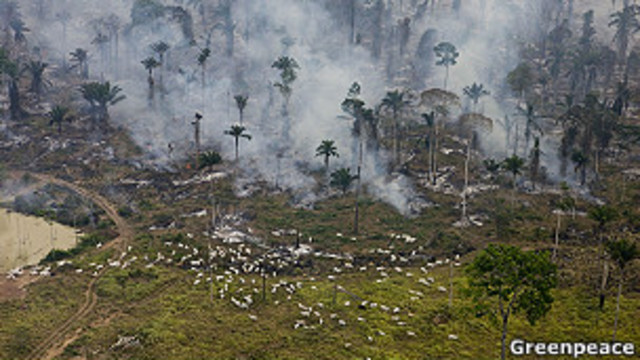 Brasil: supermercados no venderán carne de ganado criado en la selva amazónica