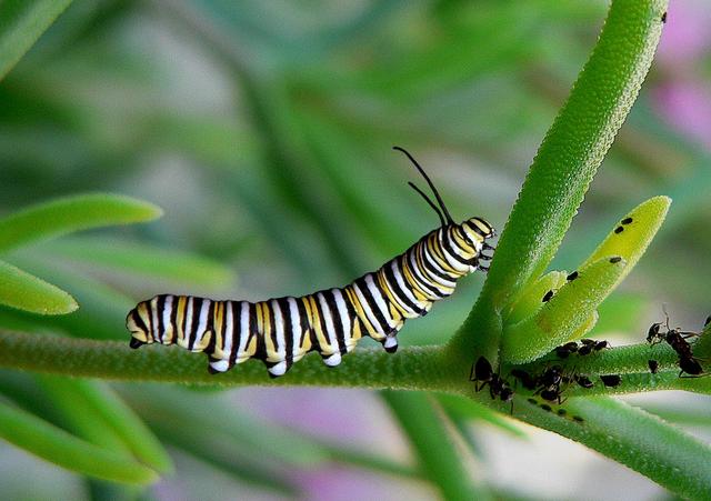 Se conviente en una larva