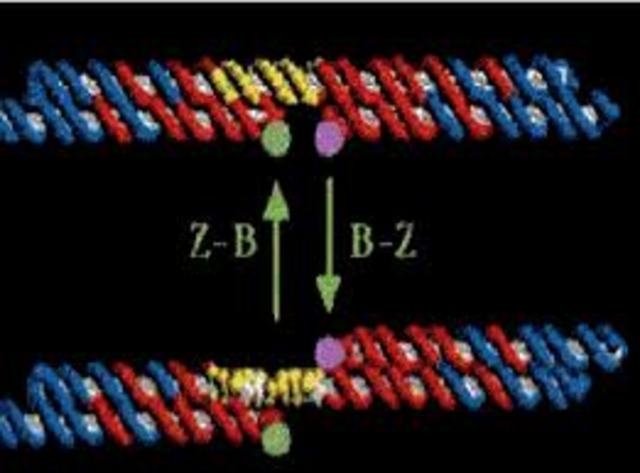 Primer fármaco basado en la tecnología ADN