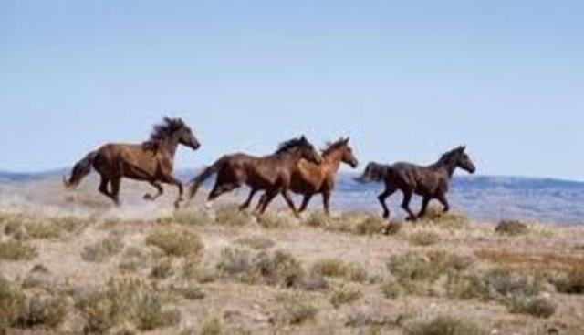 Wild and Free-Roaming Horses and Burro Act