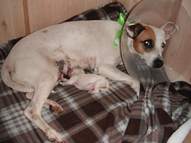 NACIMIENTO DE MI PERRITO.