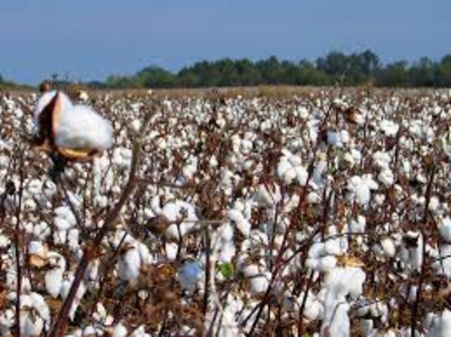 Cotton
