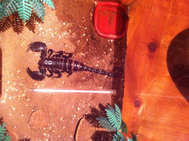 Got black emporer scorpions