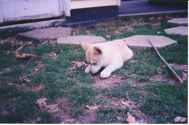 Princess Mystic Iniki