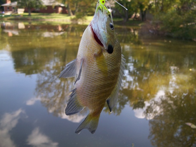 Ham, Eggs, & Ms. Kettle