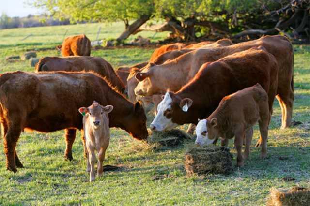 Cattle Ranching