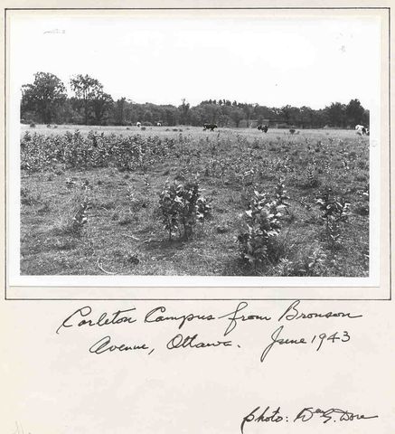 Carleton from Bronson Ave.