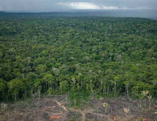 Desaparición de las Selvas Tropicales