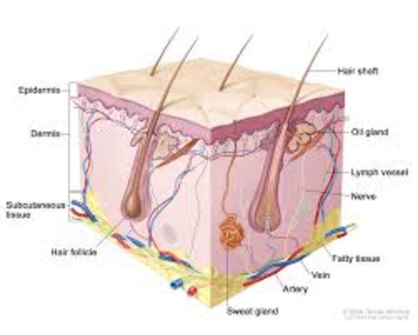 Unit 3 Tissues/Skin