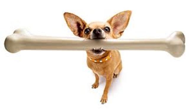 Unit 4 Skeletal System