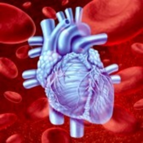 Blood/Circulatory System Test #6