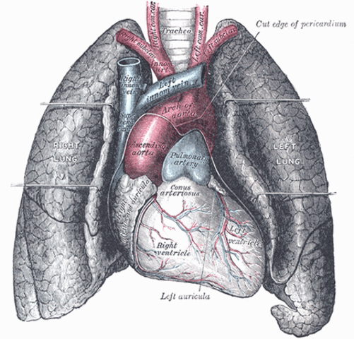 Respiratory System Test # Pt 2