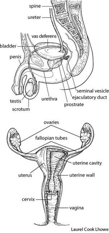 Digestive Test #10/Reproductive System Quiz