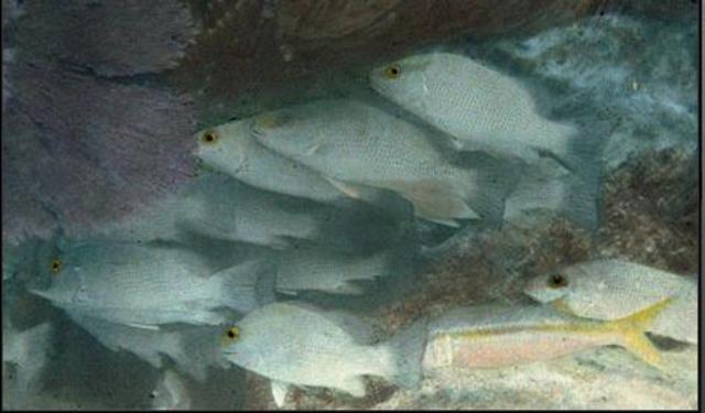 The FIRST under-water colour photo