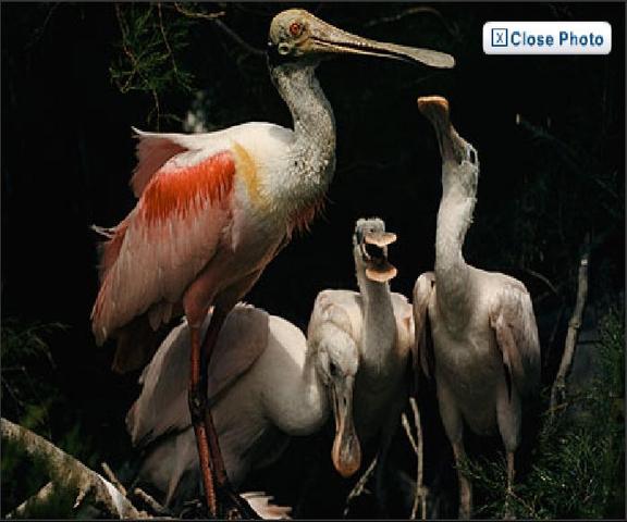 1st all colour magazine cover