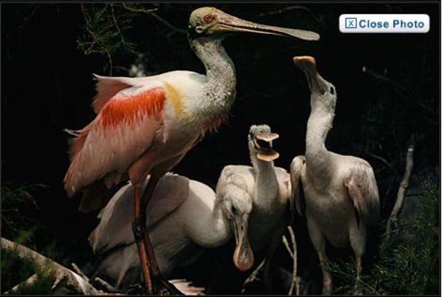 The first magazine to publish everything in colour