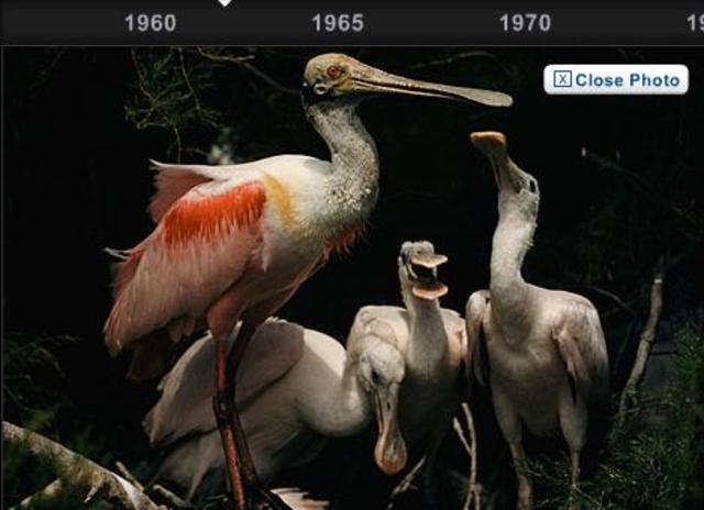 first all colour image