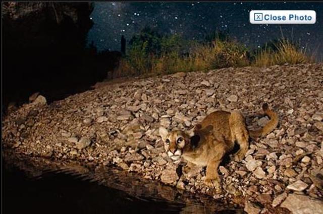 first digital camera trap