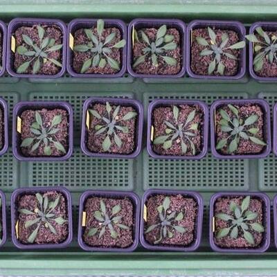 Timeline: Drought by Daniel