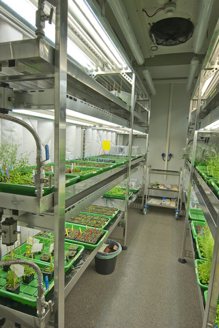 Seeds in growth chamber