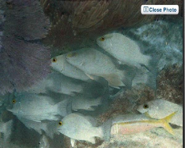 first under water photo