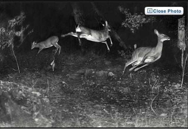 first wildlife photo.