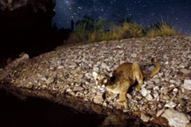 The first Digital Camera Trap