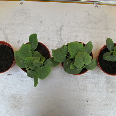 Timeline: Biocontrol experiment