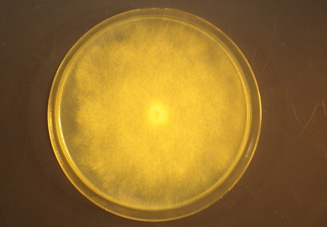 Grow P.ultimum on Malt Agar