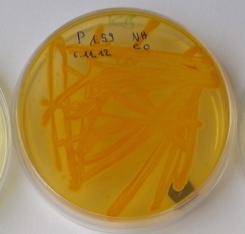Grow biocontrol bacteria on agar plates